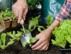 vegetable garden