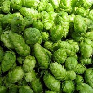 Henry County Has Indiana's Largest Hops Farm for Craft Brews