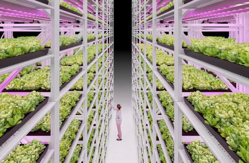 Montel-vertical-farming-rack-system
