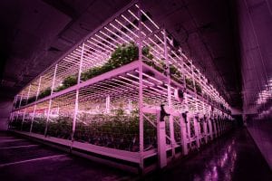 TSRgrow LED lighting