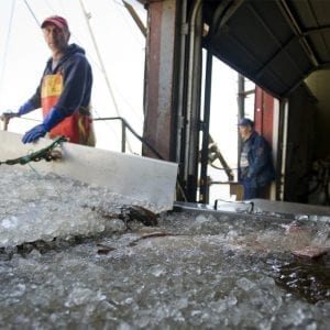 How robots can help local fisheries